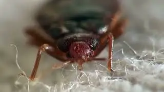 Entreprise de d&eacute;sinsectisation et d&eacute;ratisation
