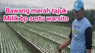 Tutorial tanam bawang merah varietas tajuk