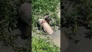 Pladu Kediri blitar kali brantas