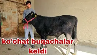 Iskandar ukamizdan yangi partiya buqachlarni zo'rlaridan oling.1 февраля 2026 г.