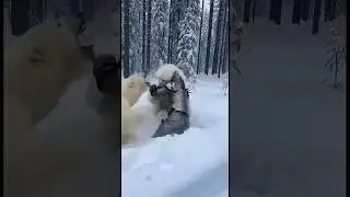 Polar bear 🐻&zwj;❄️ vs ironspike man (this is ai video) #shorts #youtubeshorts #trending #viral