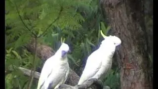 Sulphur-Crested Cockatoos.wmv