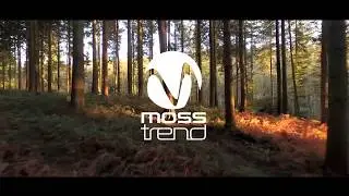 Moss Trend - Interior decoration with preserved moss