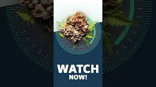 Tangie Chem - Strainview