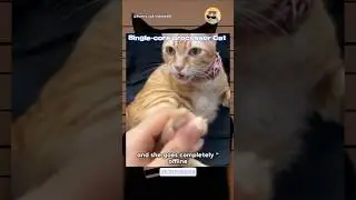 😭Single-core processor #cat