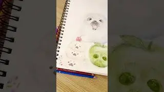 Pinterest decides what seals I draw!! 🦭🤍 #arttrend #art #sketchbook #seal