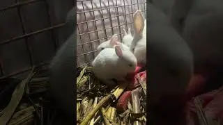 cute rabbit baby eating carrot,#mybunny #mycuterabbit #rabbiteating #cuteanimal #pets #viralshort