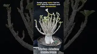 soco white flower 