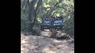 Tiger rajaji national Park