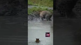 The #tiger retreated at the sight of the #giant #leopard #lilymethod #shorts