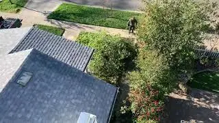 Cutting down a big tree on T St. in Sacramento