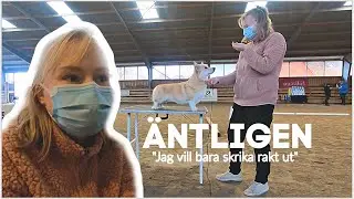 TÄVLAR med LOWIS - Corona-anpassad Exteriörbedömning