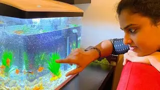 Aquarium Unboxing | Beautiful Fish 🐠
