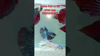betta fish for sale Just rs 50😱😱#bettafishforsale #bettafish.What is the price of betta fish