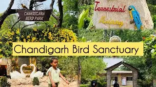 Chandigarh Bird Sanctuary | Chandigarh Bird Park | Bird Sanctuary | Bird Park Chandigarh | #shorts