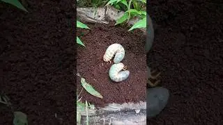 Scary!! see how these insects burrow into the ground #shorts