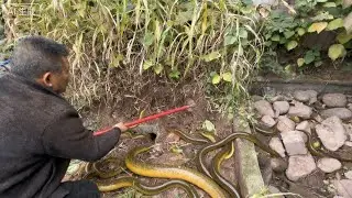 大叔清理废弃的水池，没想到挖到大量黄鳝，发财了