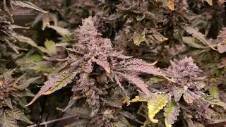 Jokerz (White Runtz x Jet Fuel Gelato) Week 9, Bred by Compound Genetics