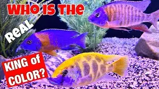 The MOST COLORFUL CICHLIDS *is it ACs or SA/CAs* YOU CHOOSE!