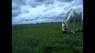 GRAZING MUZZLES WORK!  Safer Grazing! #founder  #montana #horse #smallranch #andalusien