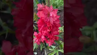 Pretty flowers in my Anchorage Alaska garden!  #alaska #anchorage #alaskajohn #alaskacity