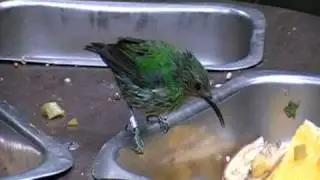 shining honeycreeper