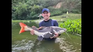 The Overrated Angler visits Wasana Fishing Park one afternoon. Siamese Carp, Amazon Redtail Catfish