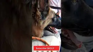 German Shepherd on the way for Mating #Shorts