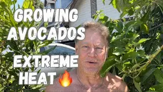 Growing Avocado trees in Extreme Heat- Fruit Update🔥