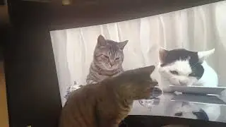 Baby Grey the rescue cat watching cat videos on my computer monitor.