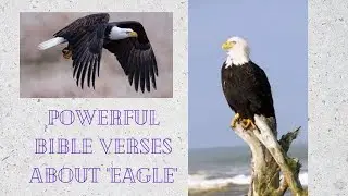 Powerful Bible Verses About Eagles/JCUBEZFun
