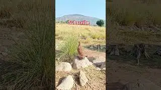 teetar ki awaz Gray francolin voice #teetarawaaz #grayfrancolin #viralvideo #birds #birdspecies