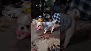 Chewy knows how to get more to eat