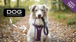 Test des harnais DOG COPENHAGEN !
