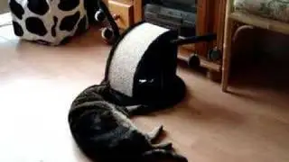 The new cat toy!