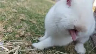Bunny sticks tongue out in slow motion