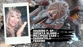 P. sp akcaya enclosures + ivory millipedes