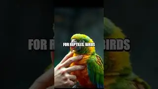 Grooming Routines for Exotic Pets: Tips and Techniques