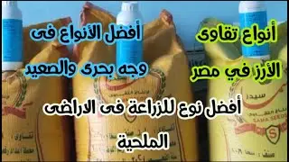 ماهى انواع تقاوى الأرز في مصر وافضل أنواع التقاوى فى الأرض الملحية وأفضل التقاوى في الصعيد ووجه بحرى