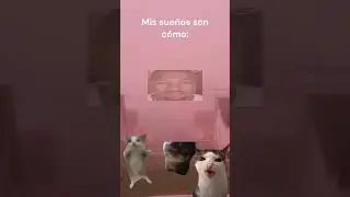 Mis sueños son como: #shorts #gatos