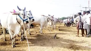 Pebbair Saturday bulls market in telangana india-oxen market-ox market-cattle market-ongole bulls-🐂🐂