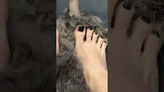 Barefoot ASMR my kitty love this kind of petting💕🦶🏻#pettingcat #asmr #foot #cute #kawaii