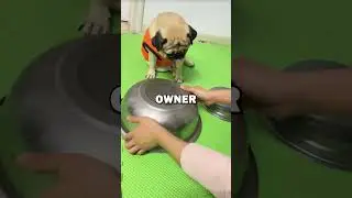 SAD DOG! #dogs #cute #animals #pets