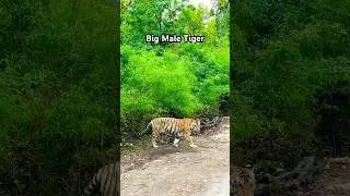 HUGE TIGER FROM CENTRAL INDIA #shortsfeed #shorts #shortsviral #tiger #short #animals
