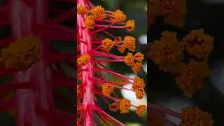 bright yellow, granular material on the anthers pollen contains male reproductive hibiscus flower&nbsp;