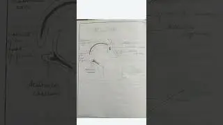 Hip joint #nursing #anatomy #labelleddiagram #study