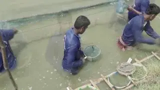Monosex Tilapia Fish Breeding