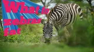 Zebra behavior, Relaxing Zebra, Zabra with baby.