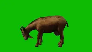 goat eating Green Screen 4K