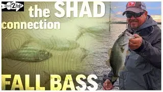The Fall Shad-Bass Reservoir Connection